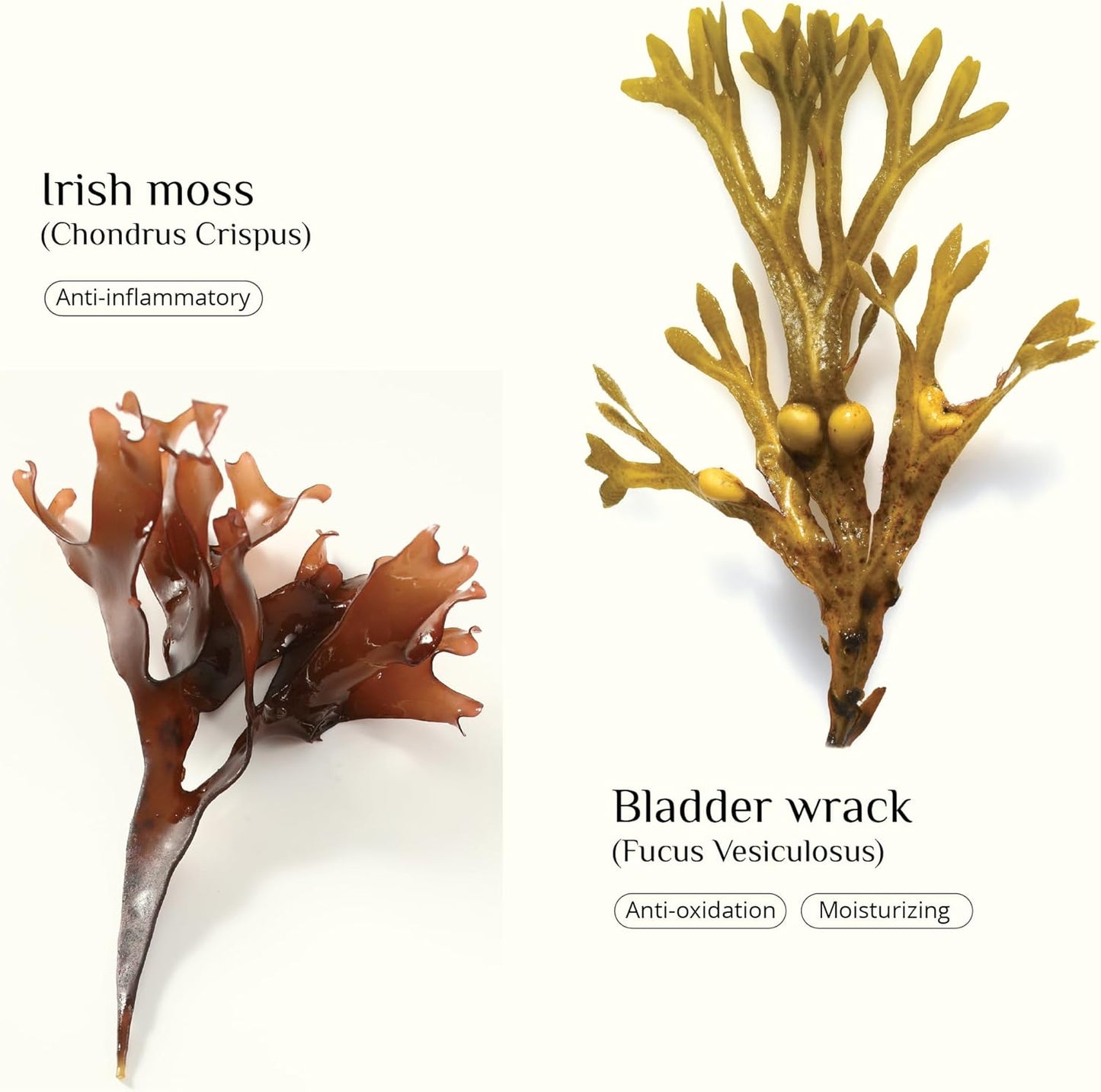 Seaweed Skinfood Face Cream, Luxurious Hydration with Natural Seaweed Extract, Organic Rosehip, Vitamin E, Nourishing Day Cream, All Skin Types, 30G, DIANA DRUMMOND